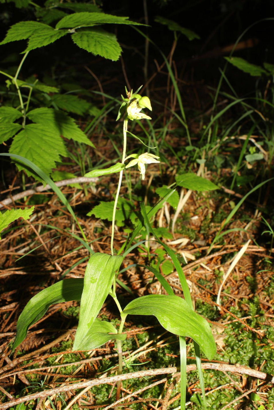 Epipactis muelleri ??